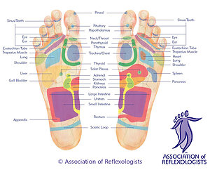 About Reflexology, Menopause Reflexology, FRT and RLD. aor feet